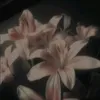 vikky_rr71