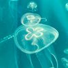 jelly_fish444
