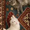 shahed_al08
