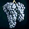 grapesithink