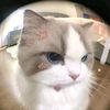 manow_726