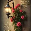hamiddid126