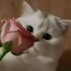 mia.valentina.sta