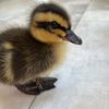 kenducklamar1