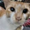 chiefel78