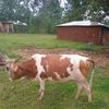 benson.okaalo