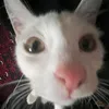 meowxoooyyd