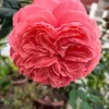 thanh.thuy9138