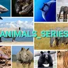 animals_series