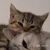 cute2014