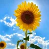 loan.l.th.kim86