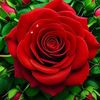 alnoor.ezadin