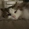 mrapplee
