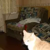 alter_ego443
