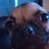 doglover2149