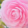 christale_723