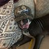 iiovemydog27