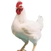 chicken12946