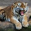 tigre.de.pacrn4