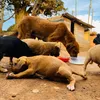 Moja Dog Shelter Uganda