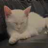 ariahaxhija