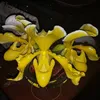 falbala096