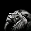 yagojesus__