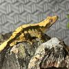 rodeosreptiles