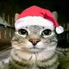 cardona_johan2
