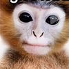 king_monkey677