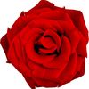 arela203