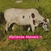 haciendamonacord