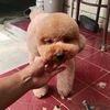 gwn.groomer