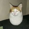 eggcat9990