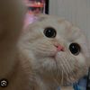 ishevartaa_