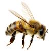 beeman2024..9