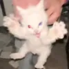 polkanocok