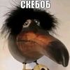 godjo_r