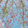 aestheticpink56