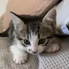 Domestic Shorthair Cat 🐾