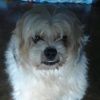 pitto0523