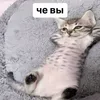 doghok_58