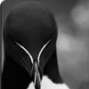 monospoot