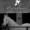 usmanghani6552