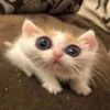 smooshedmouse
