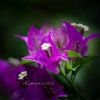 carol.worden