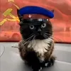 cat_varu