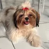 nalashiihtzu