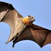 .bat78