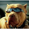 maxthepitt1